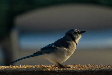 Bu güzel mavi karga ahşap korkuluklara doğru geldi. Kuşyemi bu kuşun her yerinde. Bu renkli kuşları beyaz, siyah ve mavi tüyleriyle izlemek çok güzel..