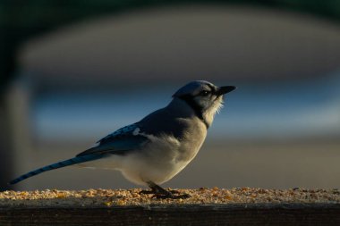 Bu güzel mavi karga ahşap korkuluklara doğru geldi. Kuşyemi bu kuşun her yerinde. Bu renkli kuşları beyaz, siyah ve mavi tüyleriyle izlemek çok güzel..