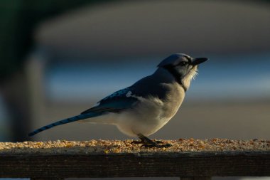 Bu güzel mavi karga ahşap korkuluklara doğru geldi. Kuşyemi bu kuşun her yerinde. Bu renkli kuşları beyaz, siyah ve mavi tüyleriyle izlemek çok güzel..
