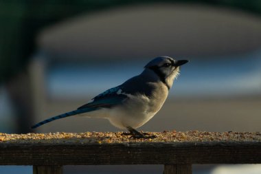 Bu güzel mavi karga ahşap korkuluklara doğru geldi. Kuşyemi bu kuşun her yerinde. Bu renkli kuşları beyaz, siyah ve mavi tüyleriyle izlemek çok güzel..