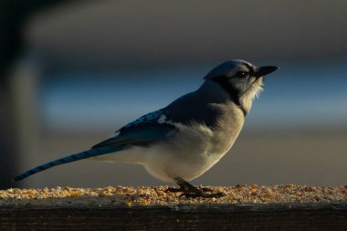 Bu güzel mavi karga ahşap korkuluklara doğru geldi. Kuşyemi bu kuşun her yerinde. Bu renkli kuşları beyaz, siyah ve mavi tüyleriyle izlemek çok güzel..