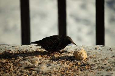 Bu güzel sığırcık biraz yemek için masasına geldi. Kuş yemi siyah tüylü vücudunun her tarafında yatıyordu. Gagası yiyeceği gösteriyordu. Kuşlar sadece beyaz benek gösteriyor.