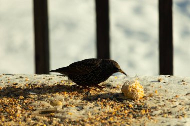 Bu güzel sığırcık biraz yemek için masasına geldi. Kuş yemi siyah tüylü vücudunun her tarafında yatıyordu. Gagası yiyeceği gösteriyordu. Kuşlar sadece beyaz benek gösteriyor.