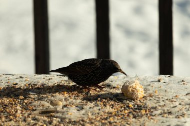 Bu güzel sığırcık biraz yemek için masasına geldi. Kuş yemi siyah tüylü vücudunun her tarafında yatıyordu. Gagası yiyeceği gösteriyordu. Kuşlar sadece beyaz benek gösteriyor.