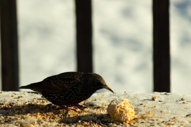 Bu güzel sığırcık biraz yemek için masasına geldi. Kuş yemi siyah tüylü vücudunun her tarafında yatıyordu. Gagası yiyeceği gösteriyordu. Kuşlar sadece beyaz benek gösteriyor.