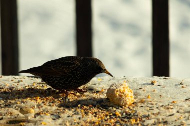 Bu güzel sığırcık biraz yemek için masasına geldi. Kuş yemi siyah tüylü vücudunun her tarafında yatıyordu. Gagası yiyeceği gösteriyordu. Kuşlar sadece beyaz benek gösteriyor.