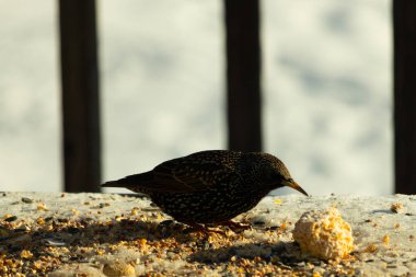 Bu güzel sığırcık biraz yemek için masasına geldi. Kuş yemi siyah tüylü vücudunun her tarafında yatıyordu. Gagası yiyeceği gösteriyordu. Kuşlar sadece beyaz benek gösteriyor.