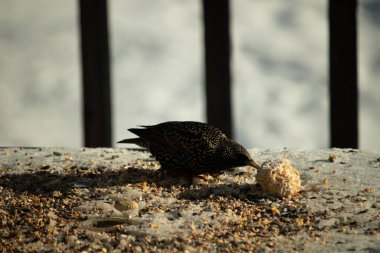 Bu güzel sığırcık biraz yemek için masasına geldi. Kuş yemi siyah tüylü vücudunun her tarafında yatıyordu. Gagası yiyeceği gösteriyordu. Kuşlar sadece beyaz benek gösteriyor.