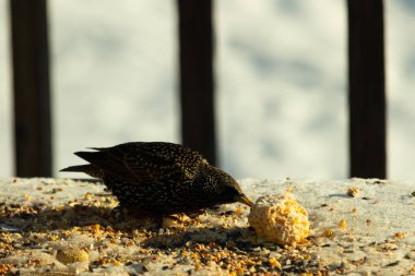 Bu güzel sığırcık biraz yemek için masasına geldi. Kuş yemi siyah tüylü vücudunun her tarafında yatıyordu. Gagası yiyeceği gösteriyordu. Kuşlar sadece beyaz benek gösteriyor.