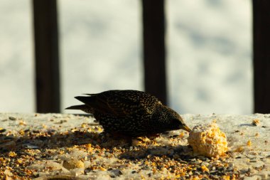 Bu güzel sığırcık biraz yemek için masasına geldi. Kuş yemi siyah tüylü vücudunun her tarafında yatıyordu. Gagası yiyeceği gösteriyordu. Kuşlar sadece beyaz benek gösteriyor.