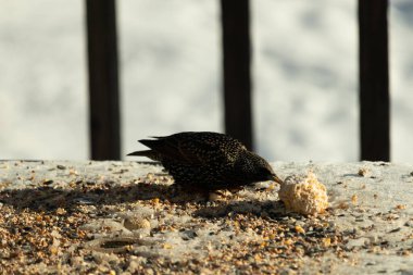 Bu güzel sığırcık biraz yemek için masasına geldi. Kuş yemi siyah tüylü vücudunun her tarafında yatıyordu. Gagası yiyeceği gösteriyordu. Kuşlar sadece beyaz benek gösteriyor.