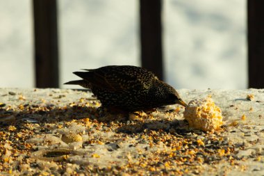 Bu güzel sığırcık biraz yemek için masasına geldi. Kuş yemi siyah tüylü vücudunun her tarafında yatıyordu. Gagası yiyeceği gösteriyordu. Kuşlar sadece beyaz benek gösteriyor.