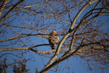 Bu güzel kırmızı omuzlu şahin ağaca tünemiş avından saklanmaya çalışıyor. Tüylerinin beyaz benekleri göze çarpıyor. Sonbahar mevsimi nedeniyle dalların yaprakları yok..