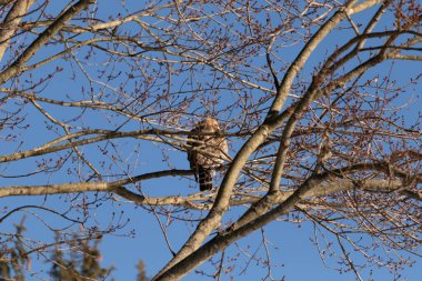 Bu güzel kırmızı omuzlu şahin ağaca tünemiş avından saklanmaya çalışıyor. Tüylerinin beyaz benekleri göze çarpıyor. Sonbahar mevsimi nedeniyle dalların yaprakları yok..