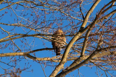 Bu güzel kırmızı omuzlu şahin ağaca tünemiş avından saklanmaya çalışıyor. Tüylerinin beyaz benekleri göze çarpıyor. Sonbahar mevsimi nedeniyle dalların yaprakları yok..