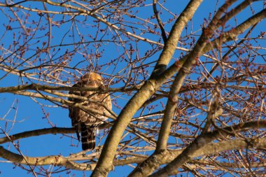 Bu güzel kırmızı omuzlu şahin ağaca tünemiş avından saklanmaya çalışıyor. Tüylerinin beyaz benekleri göze çarpıyor. Sonbahar mevsimi nedeniyle dalların yaprakları yok..