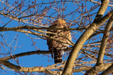 Bu güzel kırmızı omuzlu şahin ağaca tünemiş avından saklanmaya çalışıyor. Tüylerinin beyaz benekleri göze çarpıyor. Sonbahar mevsimi nedeniyle dalların yaprakları yok..