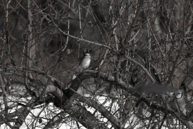 Bu güzel mavi karga bu ağacın dallarına tünemişti. Uzuvların kış mevsimi nedeniyle yaprakları yok. Mavi tüyleri kahverengi sonbahar renklerinden.