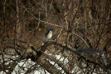 Bu güzel mavi karga bu ağacın dallarına tünemişti. Uzuvların kış mevsimi nedeniyle yaprakları yok. Mavi tüyleri kahverengi sonbahar renklerinden.