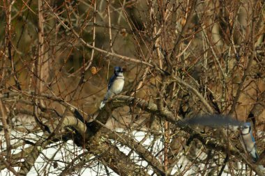 Bu güzel mavi karga bu ağacın dallarına tünemişti. Uzuvların kış mevsimi nedeniyle yaprakları yok. Mavi tüyleri kahverengi sonbahar renklerinden.
