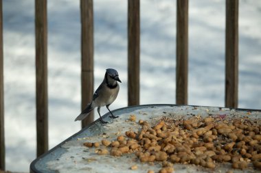 Bu güzel mavi alakarga yemek için cam masaya geldi. Güzel kuşun etrafı fıstıklarla çevrili. Bu çok soğuk bir görüntü. Yerde kar ve her yerde mavi renkler.