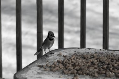 Bu güzel mavi alakarga yemek için cam masaya geldi. Güzel kuşun etrafı fıstıklarla çevrili. Bu çok soğuk bir görüntü. Yerde kar ve her yerde mavi renkler.