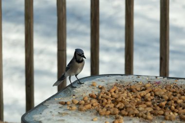 Bu güzel mavi alakarga yemek için cam masaya geldi. Güzel kuşun etrafı fıstıklarla çevrili. Bu çok soğuk bir görüntü. Yerde kar ve her yerde mavi renkler.