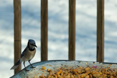 Bu güzel mavi alakarga yemek için cam masaya geldi. Güzel kuşun etrafı fıstıklarla çevrili. Bu çok soğuk bir görüntü. Yerde kar ve her yerde mavi renkler.