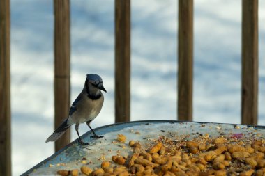 Bu güzel mavi alakarga yemek için cam masaya geldi. Güzel kuşun etrafı fıstıklarla çevrili. Bu çok soğuk bir görüntü. Yerde kar ve her yerde mavi renkler.