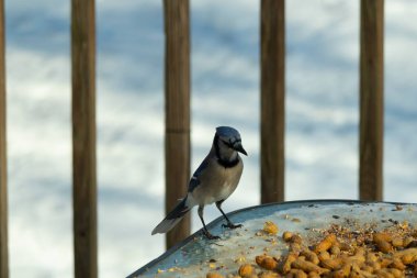Bu güzel mavi alakarga yemek için cam masaya geldi. Güzel kuşun etrafı fıstıklarla çevrili. Bu çok soğuk bir görüntü. Yerde kar ve her yerde mavi renkler.