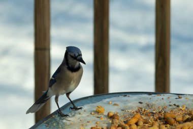 Bu güzel mavi alakarga yemek için cam masaya geldi. Güzel kuşun etrafı fıstıklarla çevrili. Bu çok soğuk bir görüntü. Yerde kar ve her yerde mavi renkler.