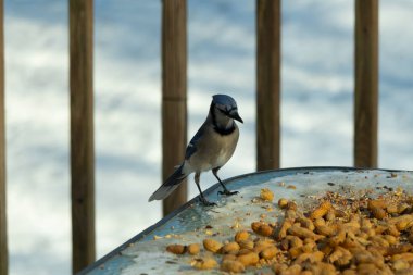 Bu güzel mavi alakarga yemek için cam masaya geldi. Güzel kuşun etrafı fıstıklarla çevrili. Bu çok soğuk bir görüntü. Yerde kar ve her yerde mavi renkler.