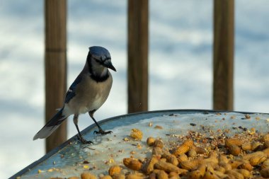 Bu güzel mavi alakarga yemek için cam masaya geldi. Güzel kuşun etrafı fıstıklarla çevrili. Bu çok soğuk bir görüntü. Yerde kar ve her yerde mavi renkler.