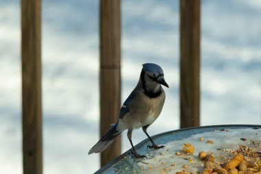 Bu güzel mavi alakarga yemek için cam masaya geldi. Güzel kuşun etrafı fıstıklarla çevrili. Bu çok soğuk bir görüntü. Yerde kar ve her yerde mavi renkler.