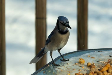 Bu güzel mavi alakarga yemek için cam masaya geldi. Güzel kuşun etrafı fıstıklarla çevrili. Bu çok soğuk bir görüntü. Yerde kar ve her yerde mavi renkler.