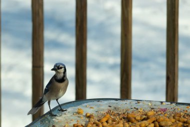 Bu güzel mavi alakarga yemek için cam masaya geldi. Güzel kuşun etrafı fıstıklarla çevrili. Bu çok soğuk bir görüntü. Yerde kar ve her yerde mavi renkler.