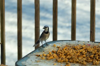 Bu güzel mavi alakarga yemek için cam masaya geldi. Güzel kuşun etrafı fıstıklarla çevrili. Bu çok soğuk bir görüntü. Yerde kar ve her yerde mavi renkler.