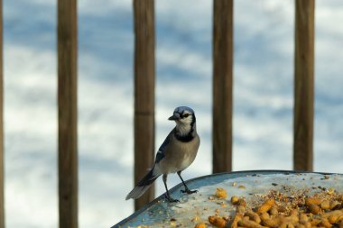Bu güzel mavi alakarga yemek için cam masaya geldi. Güzel kuşun etrafı fıstıklarla çevrili. Bu çok soğuk bir görüntü. Yerde kar ve her yerde mavi renkler.