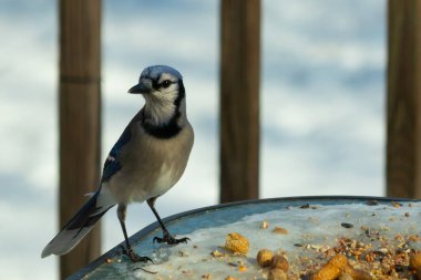 Bu güzel mavi alakarga yemek için cam masaya geldi. Güzel kuşun etrafı fıstıklarla çevrili. Bu çok soğuk bir görüntü. Yerde kar ve her yerde mavi renkler.