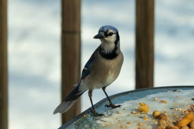 Bu güzel mavi alakarga yemek için cam masaya geldi. Güzel kuşun etrafı fıstıklarla çevrili. Bu çok soğuk bir görüntü. Yerde kar ve her yerde mavi renkler.