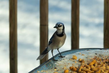 Bu güzel mavi alakarga yemek için cam masaya geldi. Güzel kuşun etrafı fıstıklarla çevrili. Bu çok soğuk bir görüntü. Yerde kar ve her yerde mavi renkler.