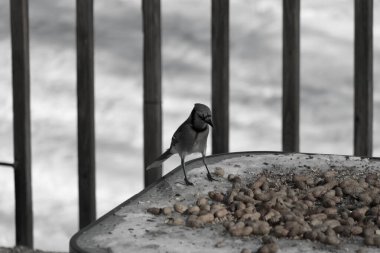 Bu güzel mavi alakarga yemek için cam masaya geldi. Güzel kuşun etrafı fıstıklarla çevrili. Bu çok soğuk bir görüntü. Yerde kar ve her yerde mavi renkler.