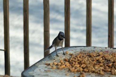 Bu güzel mavi alakarga yemek için cam masaya geldi. Güzel kuşun etrafı fıstıklarla çevrili. Bu çok soğuk bir görüntü. Yerde kar ve her yerde mavi renkler.