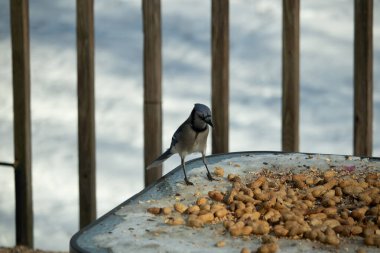 Bu güzel mavi alakarga yemek için cam masaya geldi. Güzel kuşun etrafı fıstıklarla çevrili. Bu çok soğuk bir görüntü. Yerde kar ve her yerde mavi renkler.