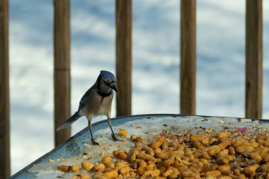 Bu güzel mavi alakarga yemek için cam masaya geldi. Güzel kuşun etrafı fıstıklarla çevrili. Bu çok soğuk bir görüntü. Yerde kar ve her yerde mavi renkler.