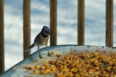 Bu güzel mavi alakarga yemek için cam masaya geldi. Güzel kuşun etrafı fıstıklarla çevrili. Bu çok soğuk bir görüntü. Yerde kar ve her yerde mavi renkler.