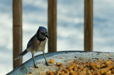 Bu güzel mavi alakarga yemek için cam masaya geldi. Güzel kuşun etrafı fıstıklarla çevrili. Bu çok soğuk bir görüntü. Yerde kar ve her yerde mavi renkler.