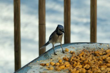 Bu güzel mavi alakarga yemek için cam masaya geldi. Güzel kuşun etrafı fıstıklarla çevrili. Bu çok soğuk bir görüntü. Yerde kar ve her yerde mavi renkler.
