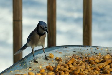 Bu güzel mavi alakarga yemek için cam masaya geldi. Güzel kuşun etrafı fıstıklarla çevrili. Bu çok soğuk bir görüntü. Yerde kar ve her yerde mavi renkler.