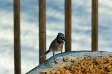 Bu güzel mavi alakarga yemek için cam masaya geldi. Güzel kuşun etrafı fıstıklarla çevrili. Bu çok soğuk bir görüntü. Yerde kar ve her yerde mavi renkler.